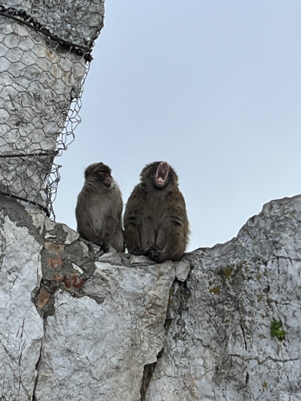 Spaniatur<br>8-15 februar 2026<br>6 dagers kjøring GIBRALTAR - Bilde 2